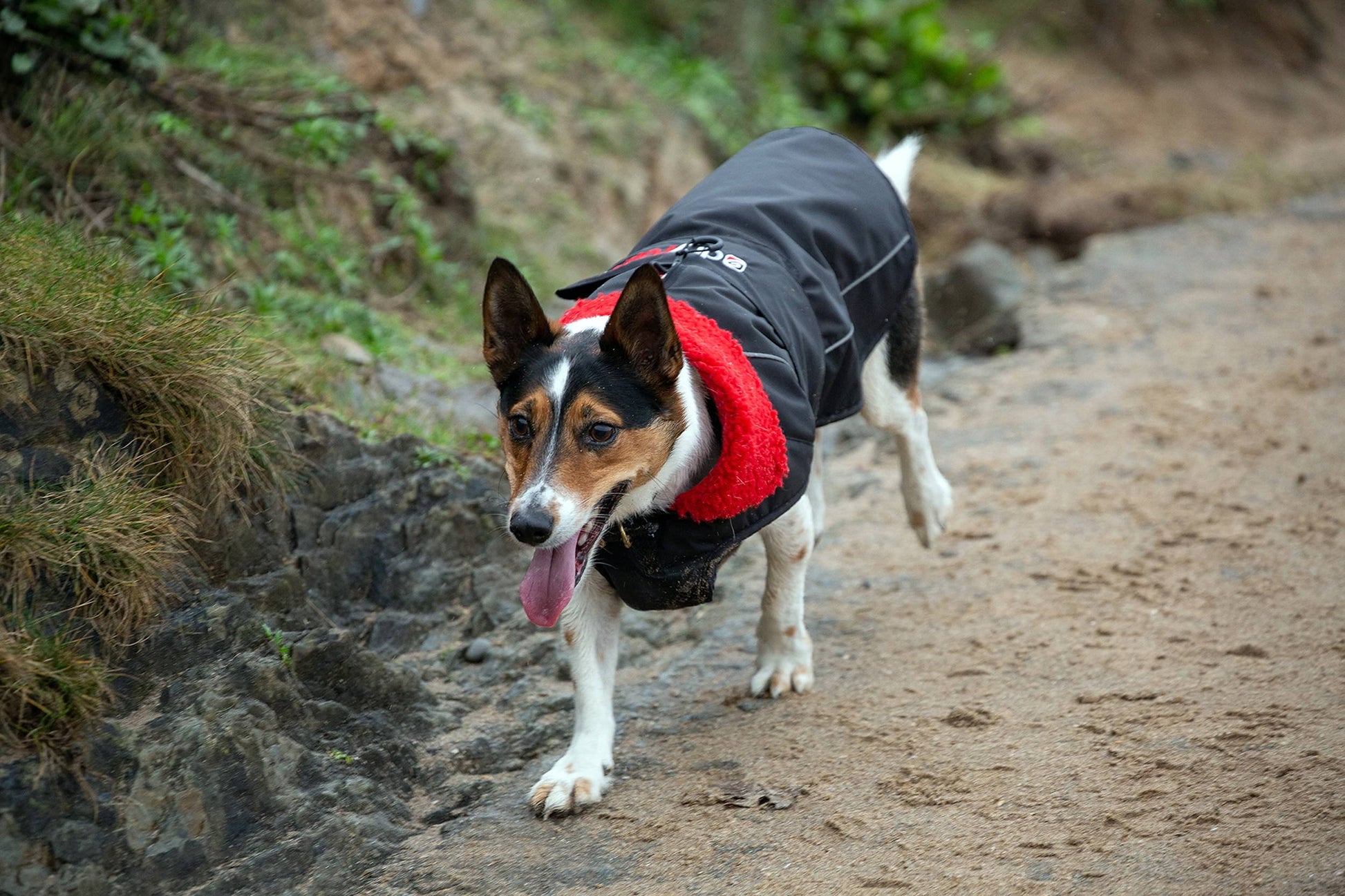 Dryrobe Dog Coat image 4